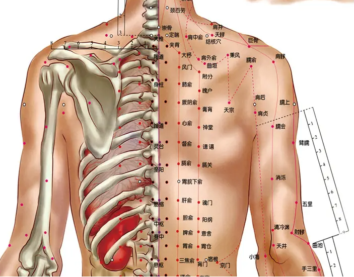 身体背部穴位图