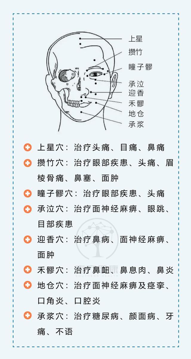 人体头部穴位